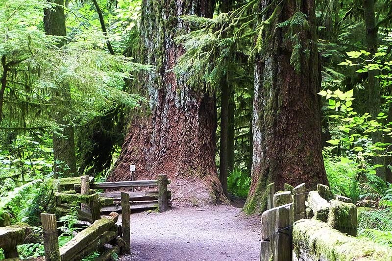 MacMillan Provincial Park On Vancouver Island