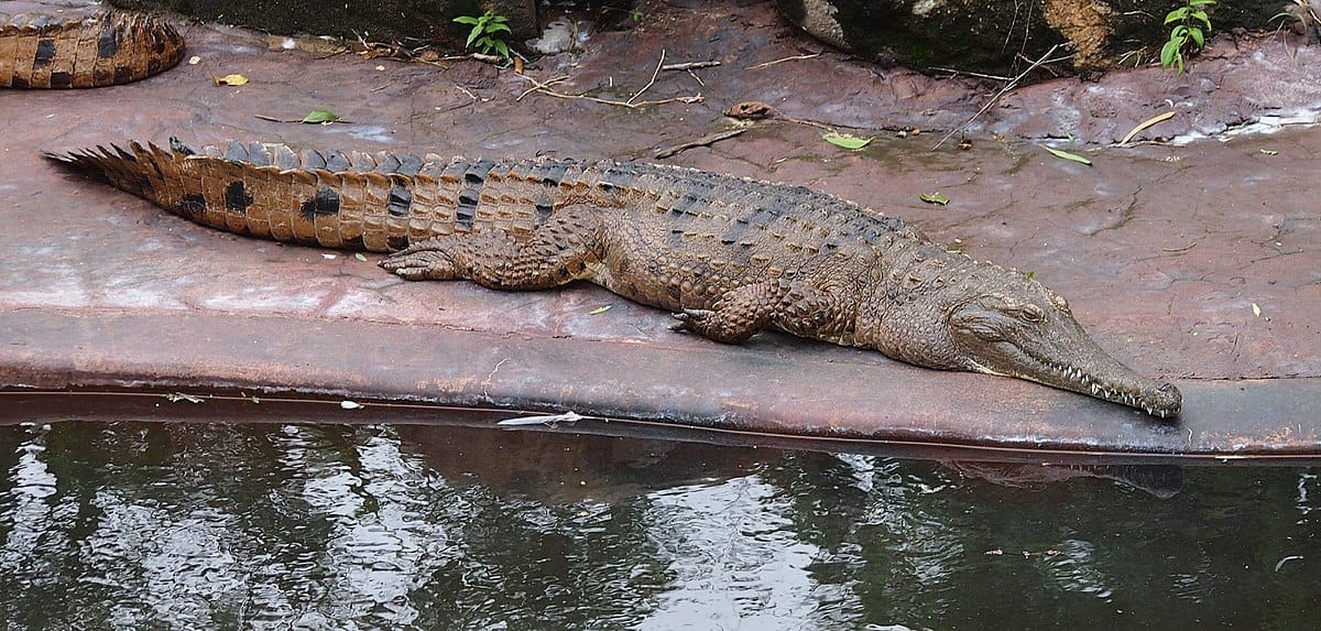 Are crocodiles a risk at Kakadu National Park