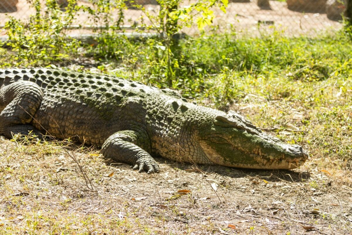 Huge Salt Water Crocodile