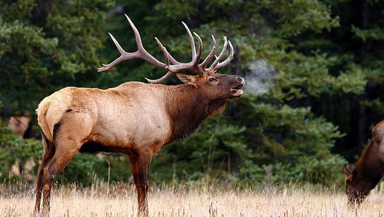 Elk In Banff National Park 