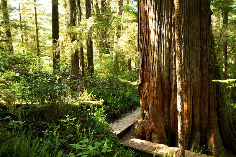 Best Parks On Vancouver Island