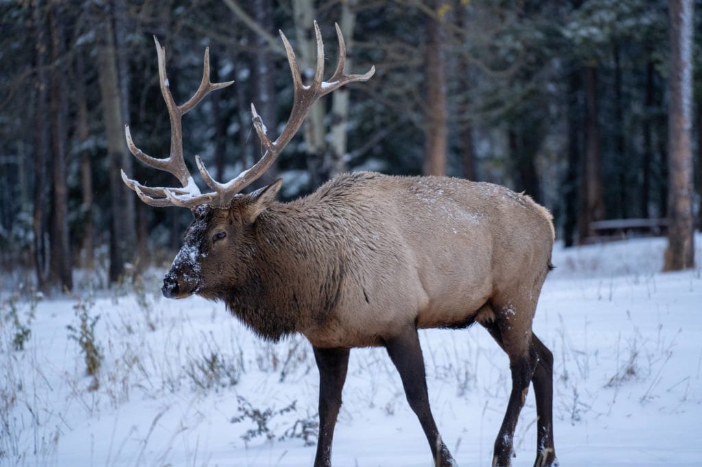 Elk In Banff National Park