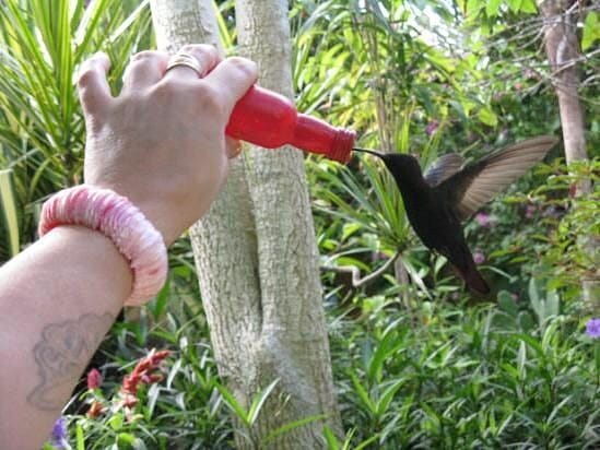 Bird Feeding At Barney’s Flower & Hummingbird Garden