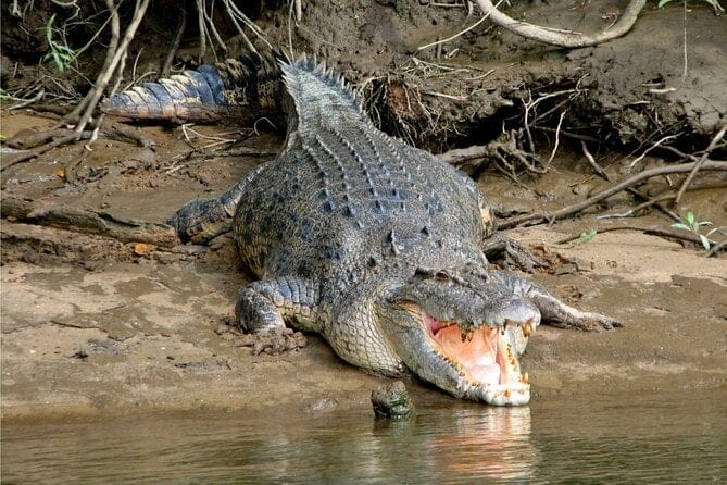 Daintree River Cruise