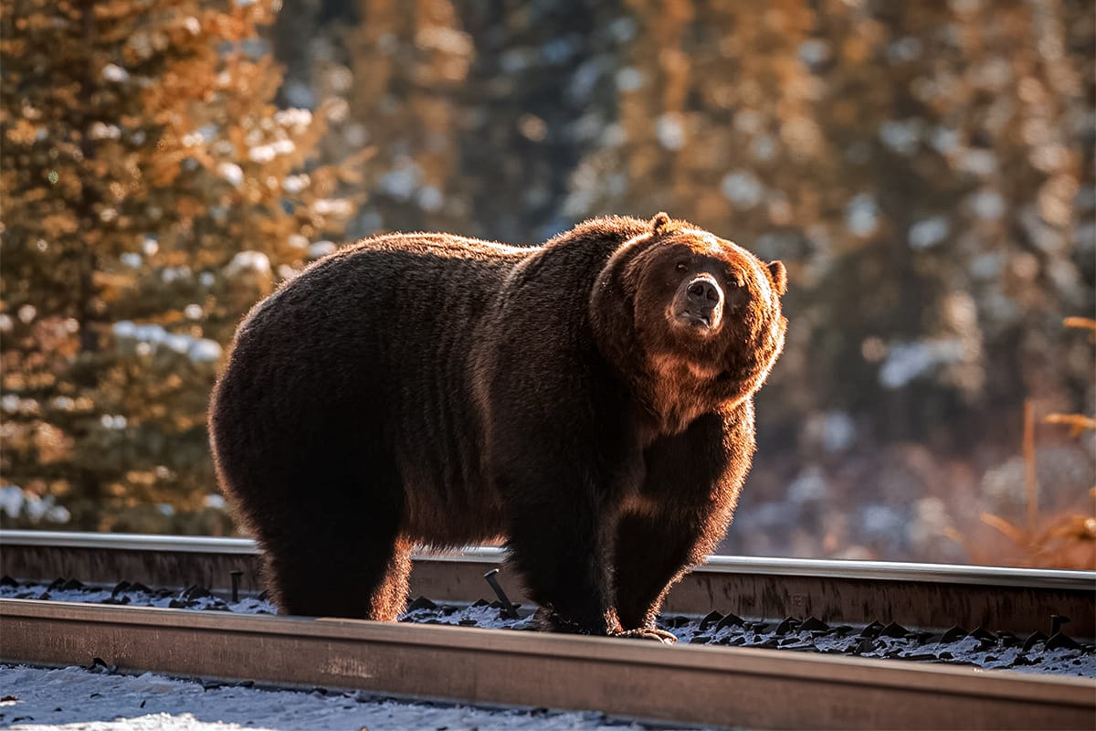 Banff National Park Grizzle Bear