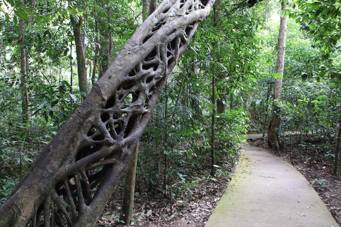 Marrdja Botanical Walk