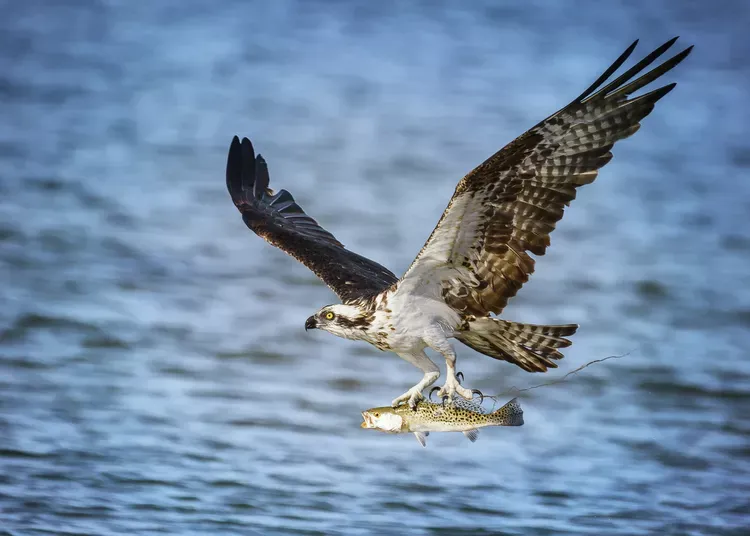 Bird Catching Fish