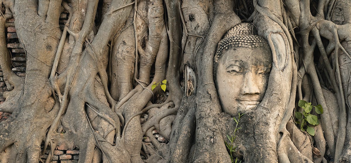 Temple Statue Overtaken by tree in Ayutthaya