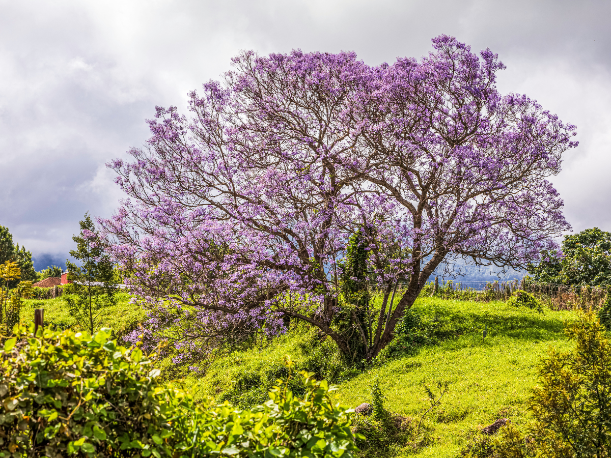 Jacaranda Tree Maui, Hawaii