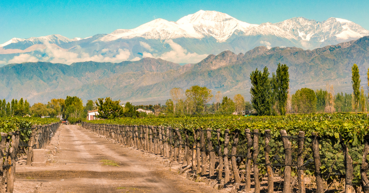 Mendoza Lush Green Grape Orchard Winery With Mountains In The Background and a clear sky