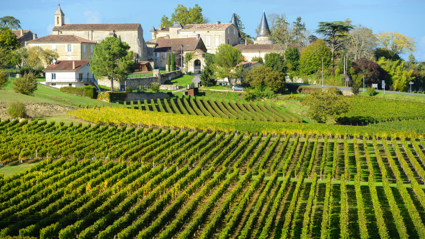 lush wine vineyards in Bordeaux, France with old houses and trees in the background on a warm summer day with clear skies