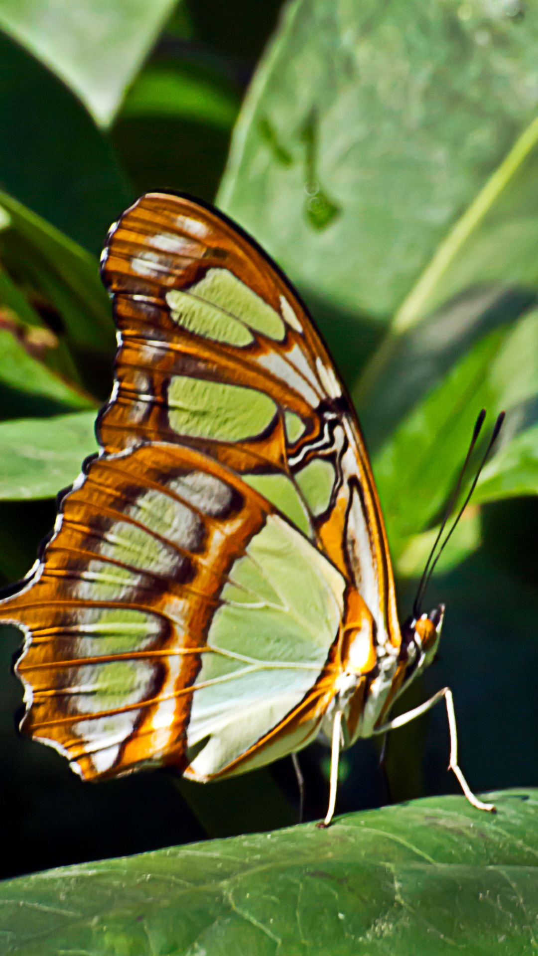 butterfly brown and white in color sitting on a leaf up close at the butterfly farm in Aruba