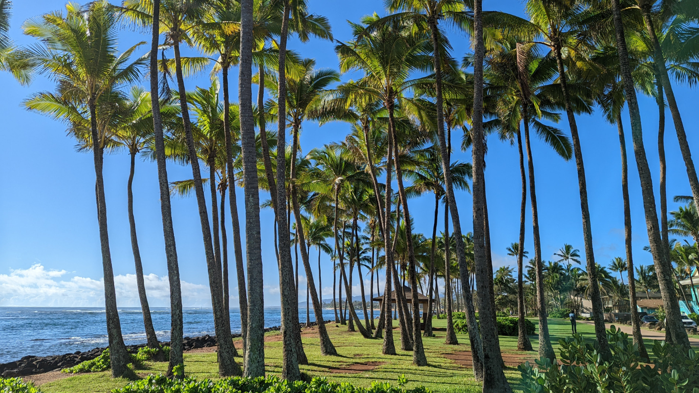 Kauai's East Side Region, also known as The Coconut Coast showing lots of coconut trees leading up to the ocean 