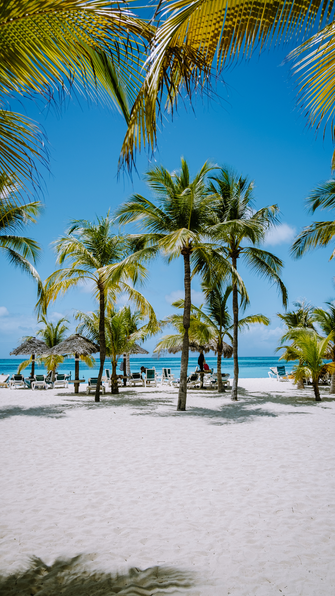 Palm Beach in Aruba, White pristine sand with lots of Palm trees leading up to the water.