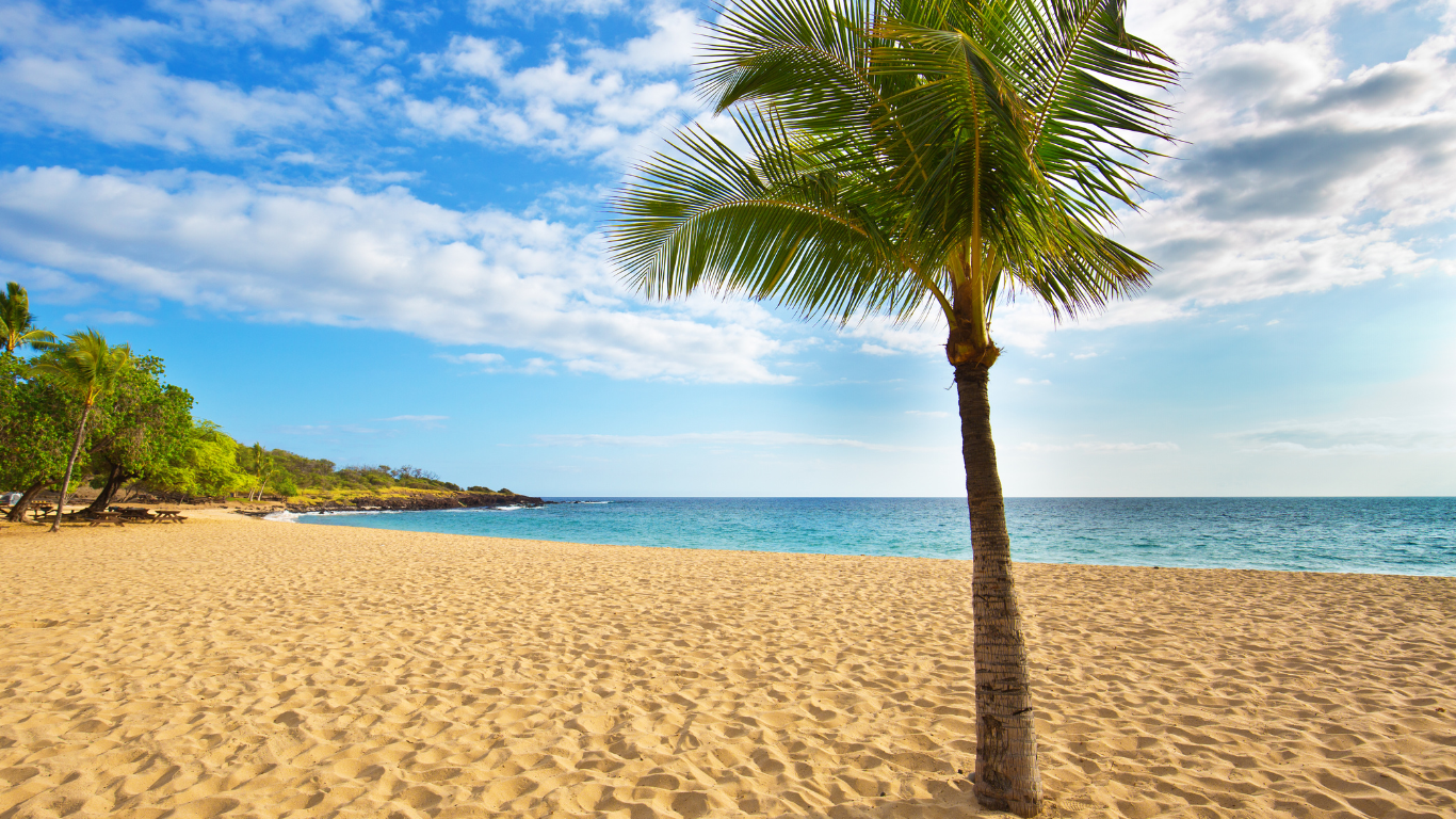 Clean sandy beach with palm trees and calm seas in Polihua Beach, Lanai Hawaii.