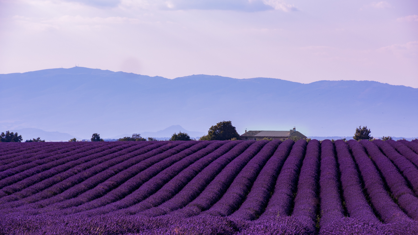 beautiful purple rows of lavender in Provence, France