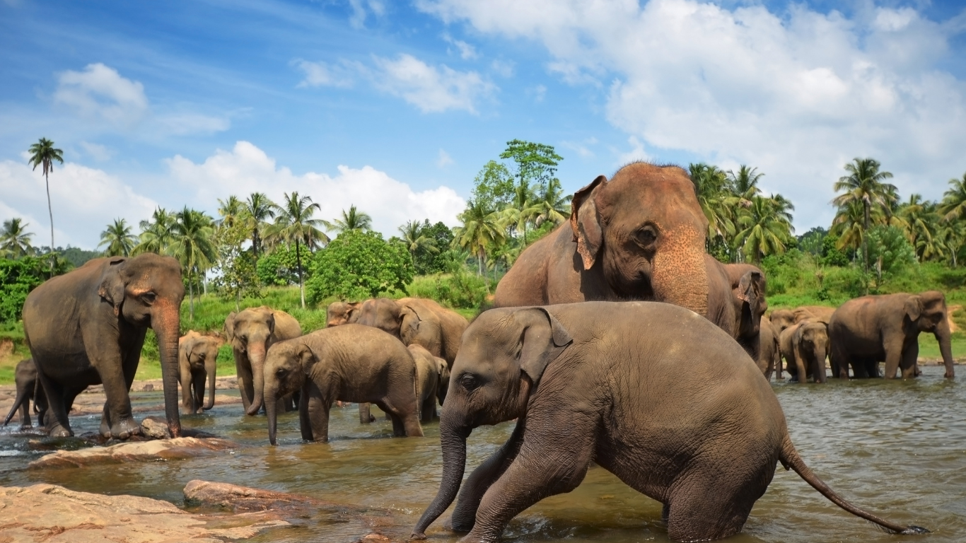 A few dozen wild elephants playing and bathing in a river in Sri Lanka surrounded by lush jungle.