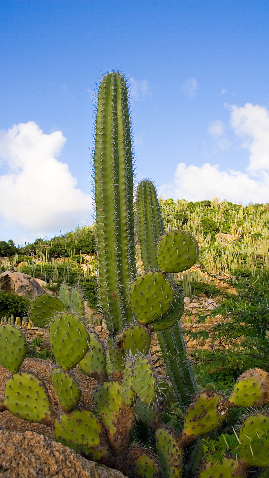 Cactus at Arikok National Park in Aruba