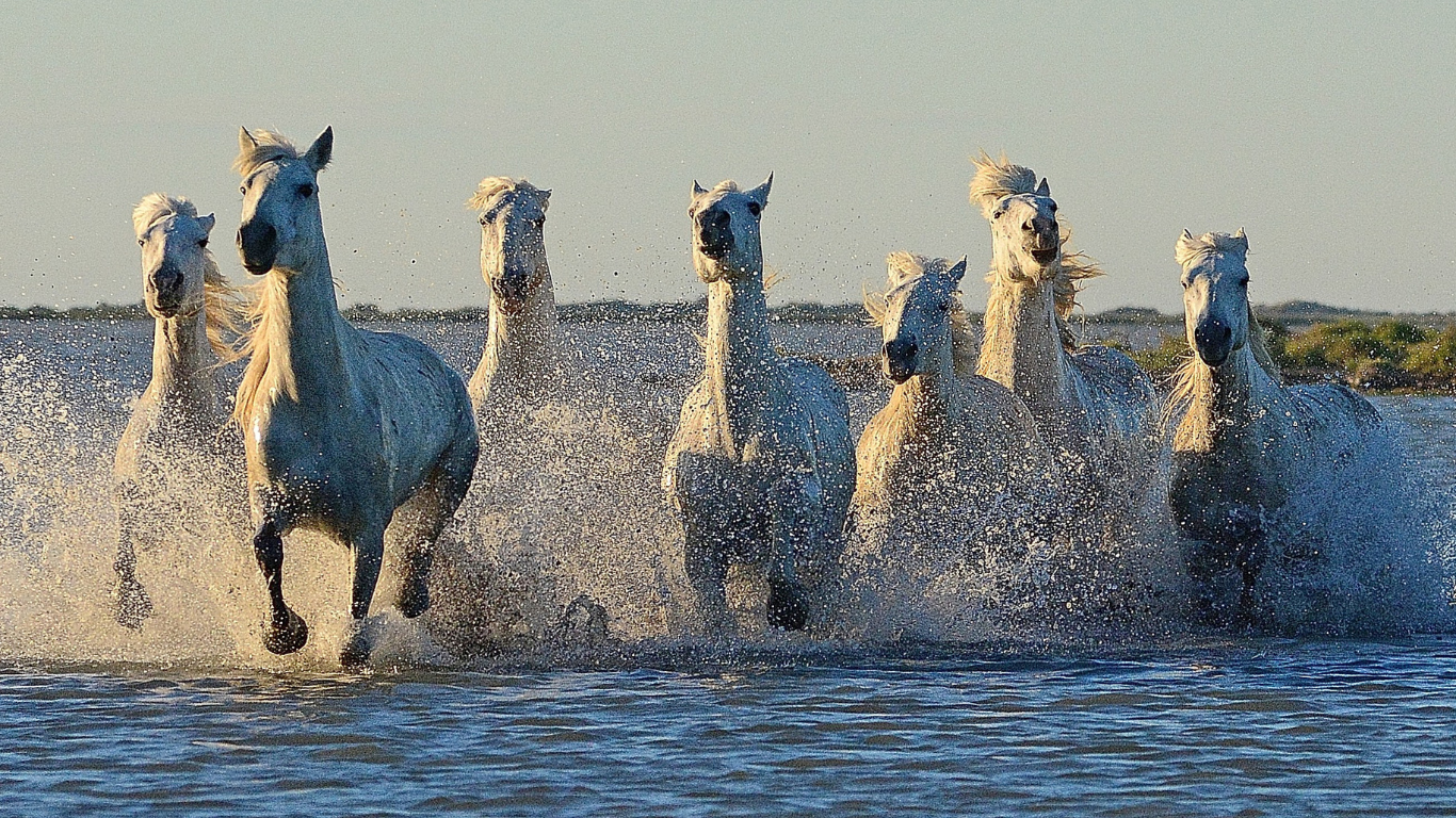 white wild horses running at The Camargue, France