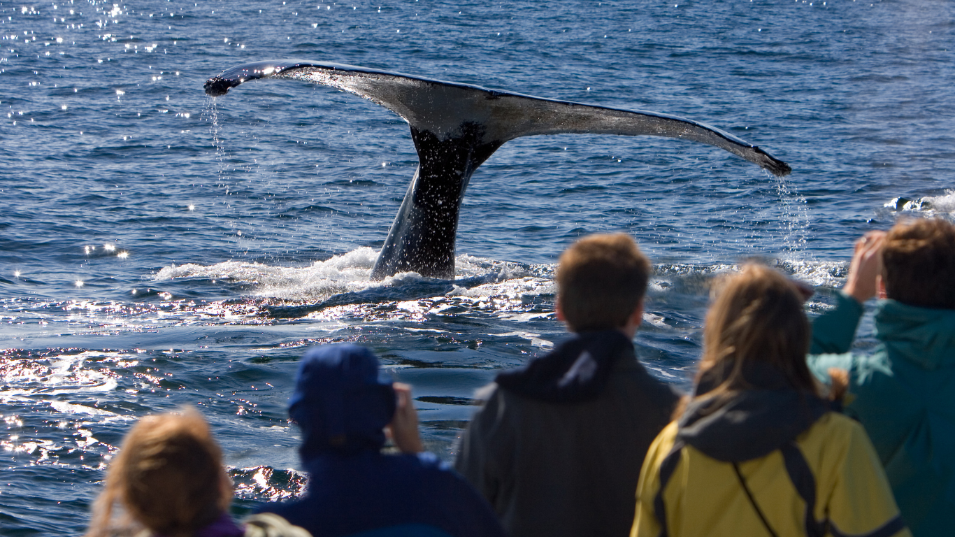 people on a boat watching a whale tale flip out of the water