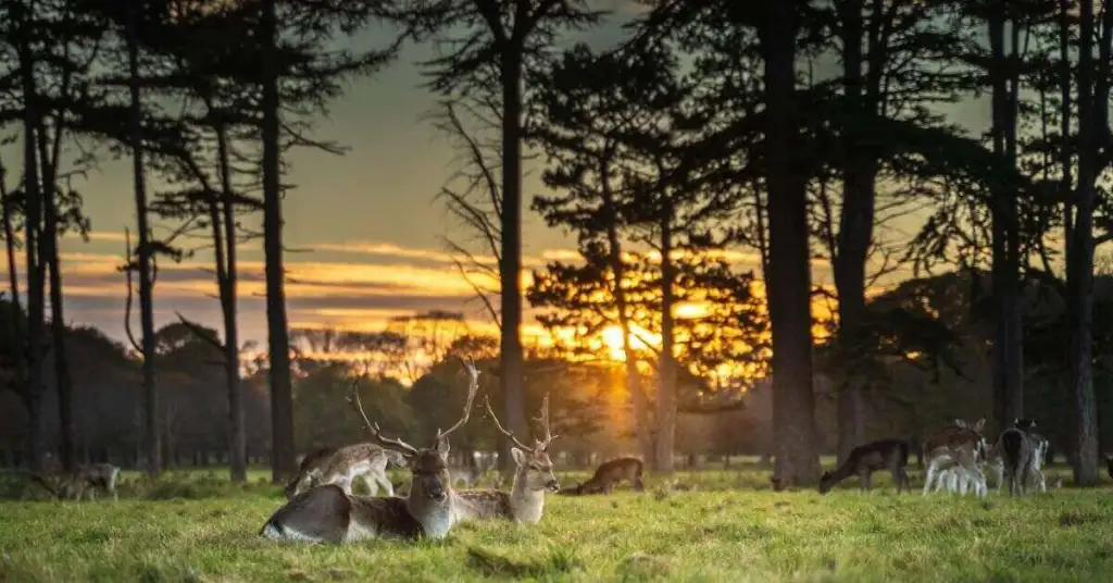 deer with large antlers at sunset inside Phoenix Park in Dublin