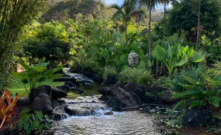 A pretty ceek running and surrounded by tropical plants in Koele, Hawaii.