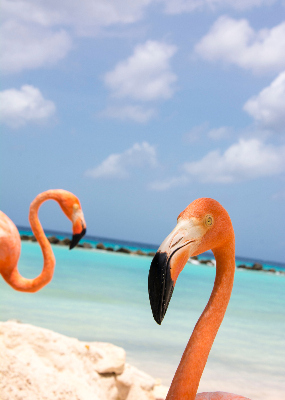 two pink flamingos on the beach in Aruba