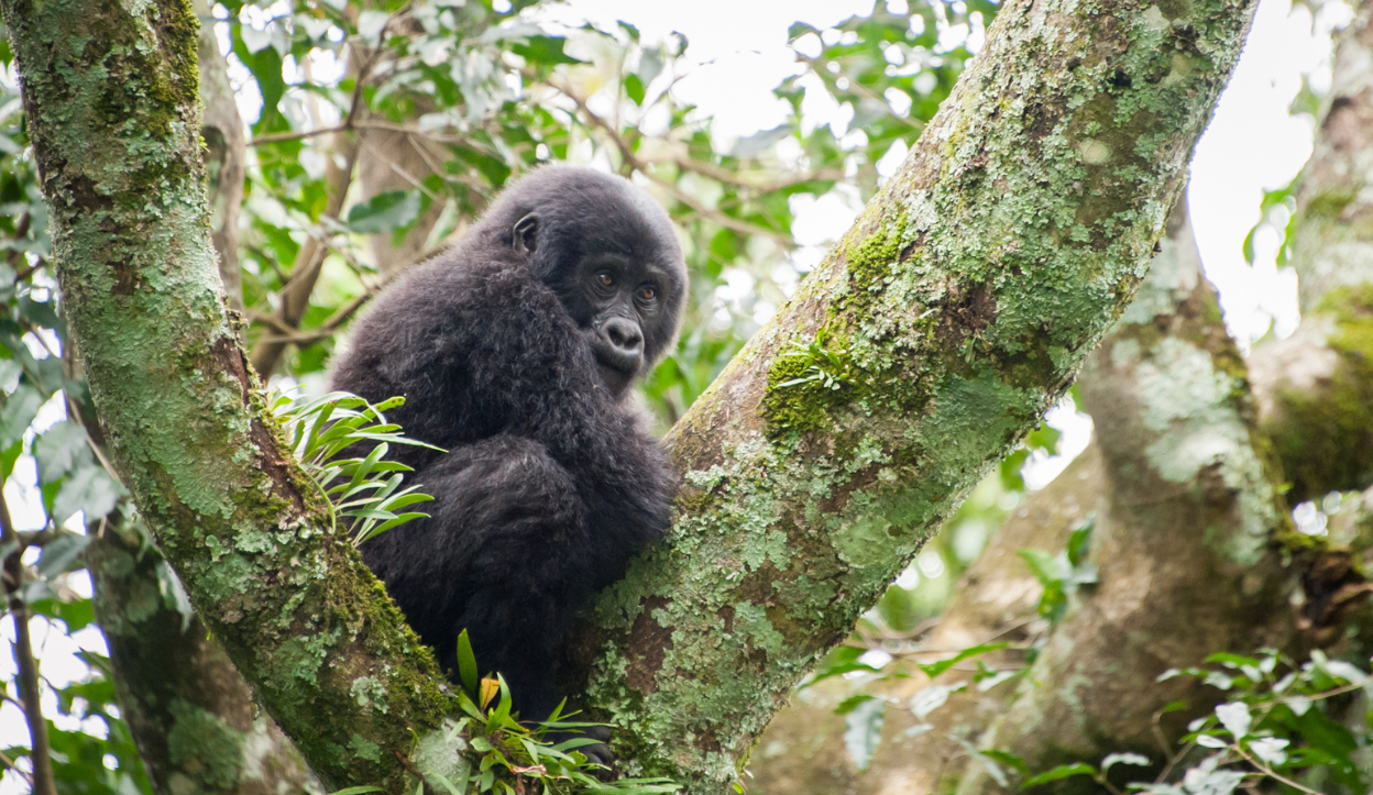 Bwindi Impenetrable National Park, Uganda