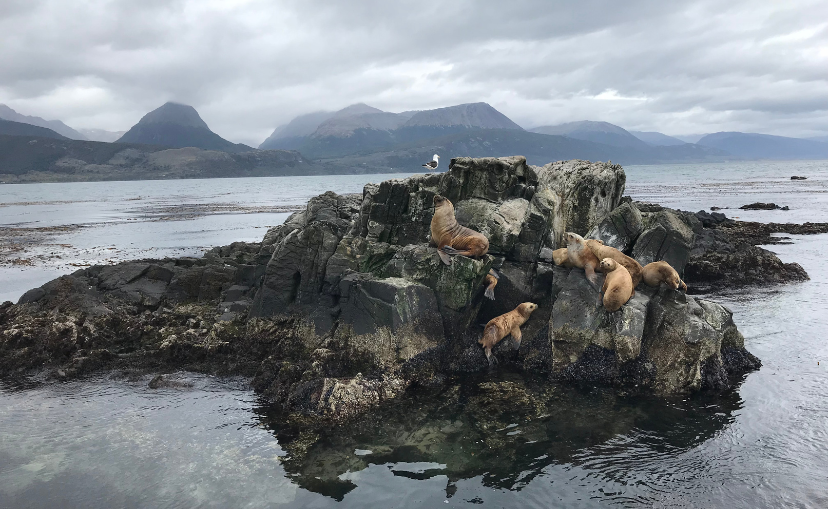 a bunch of seals collected on top of rocks coming up out of the ocean with fog in the background in front of mountains behind the seals.