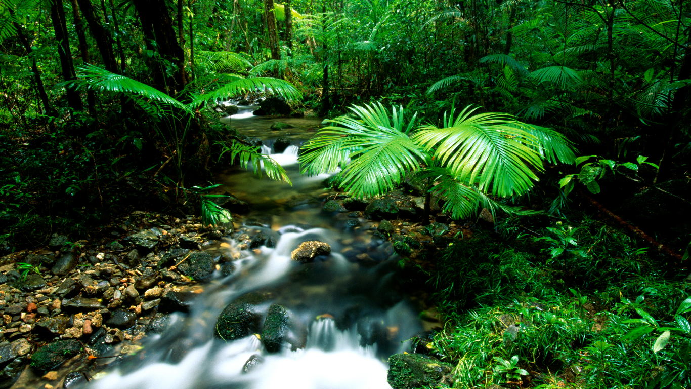 Daintree National Park, Australia