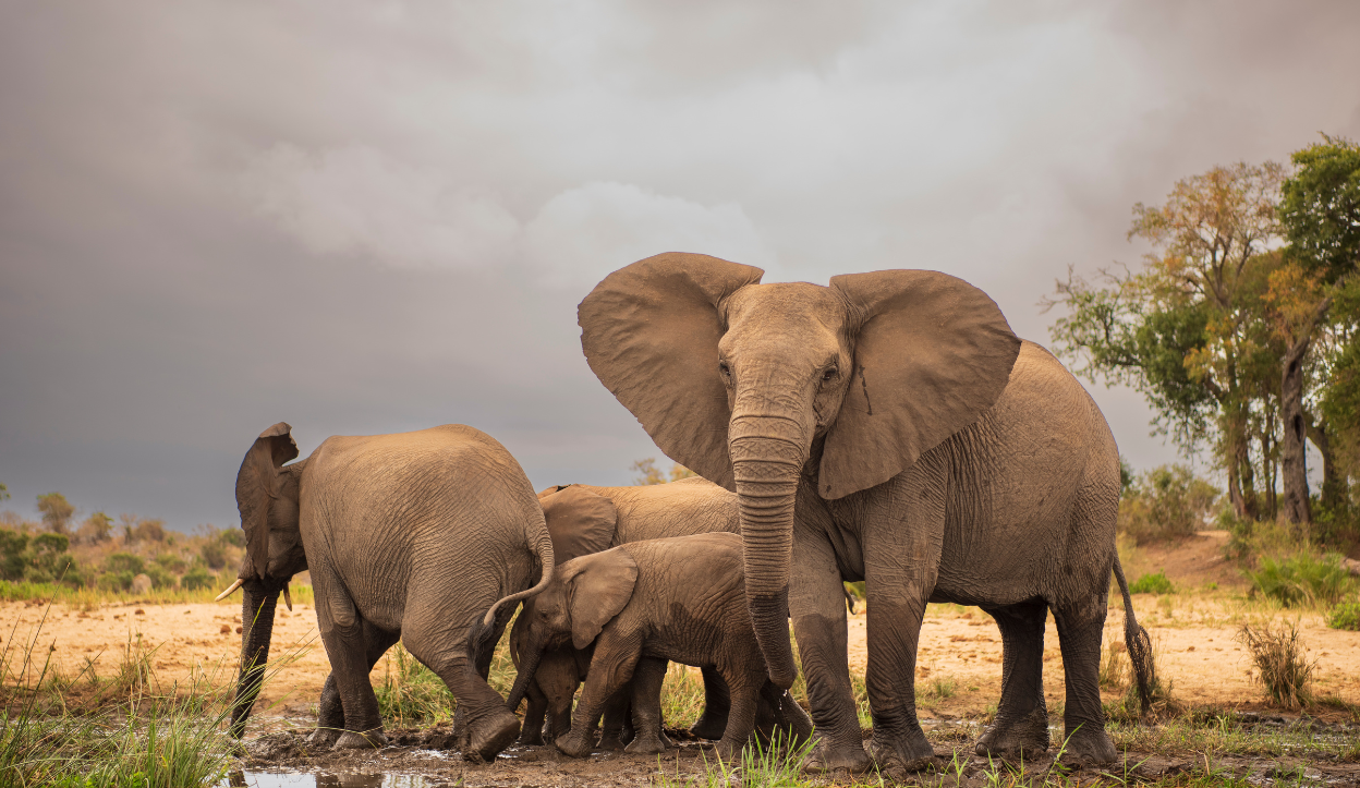 Elephants in Kruger National Park, South Africa