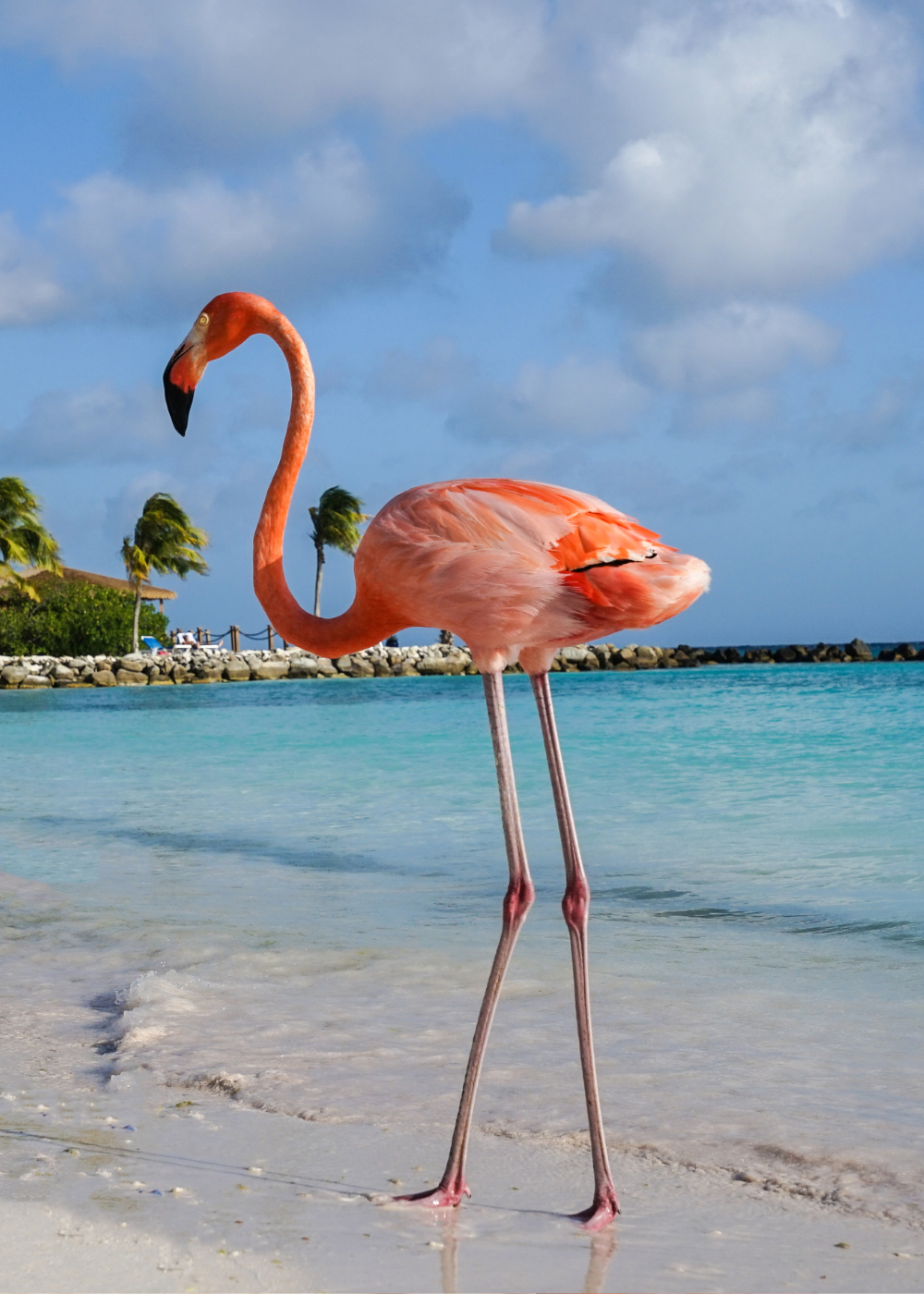 Pink Flamingo in Aruba walking on the beach with the ocean in the background.