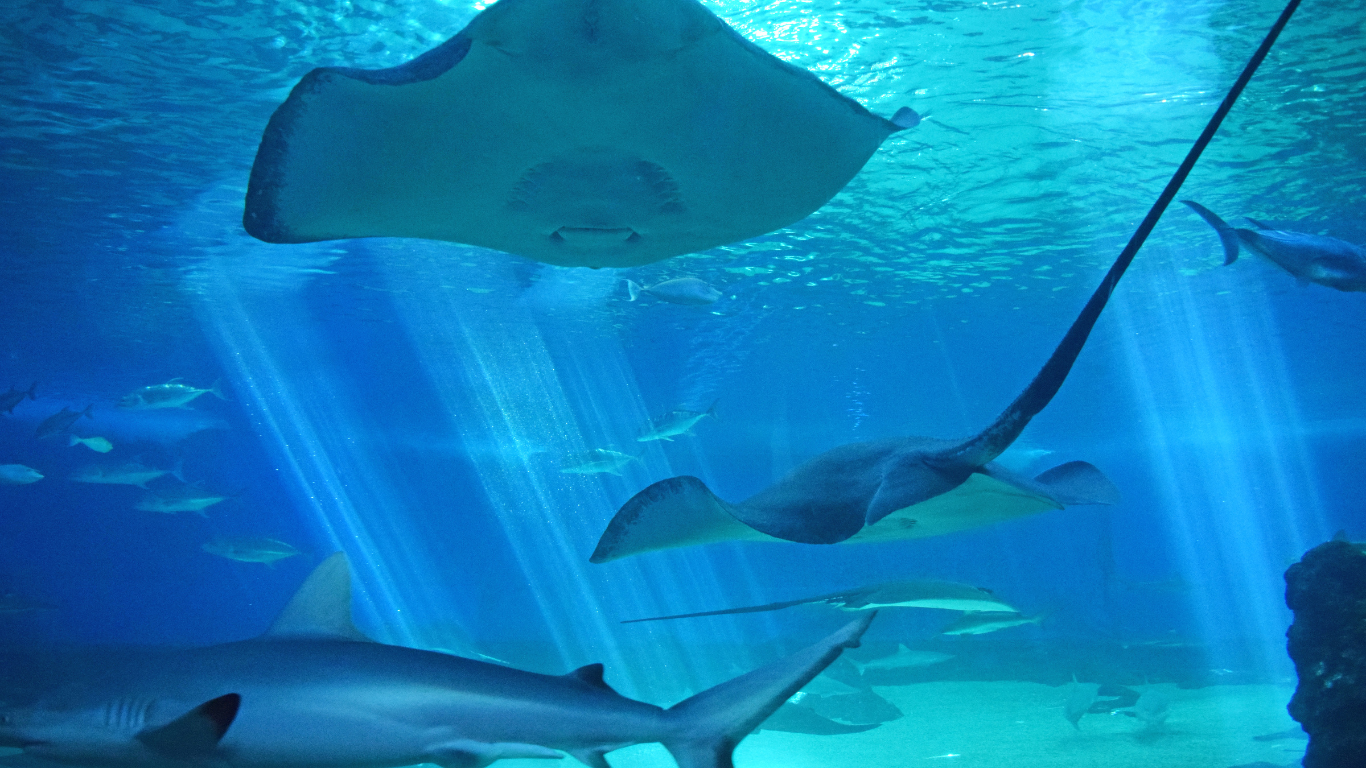 stingrays and other fish swimming in a tank at the Maui Ocean Center