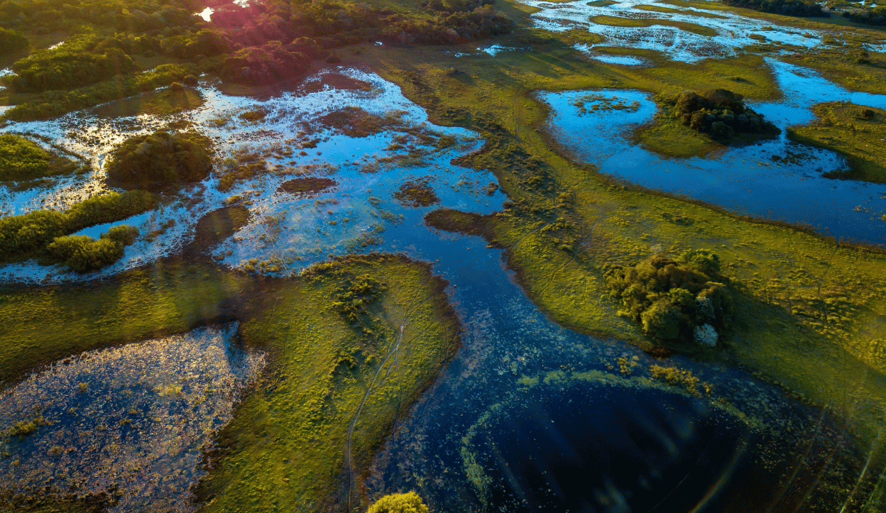 swamps with lush green grass patches in Pantanal Wetlands Brazil