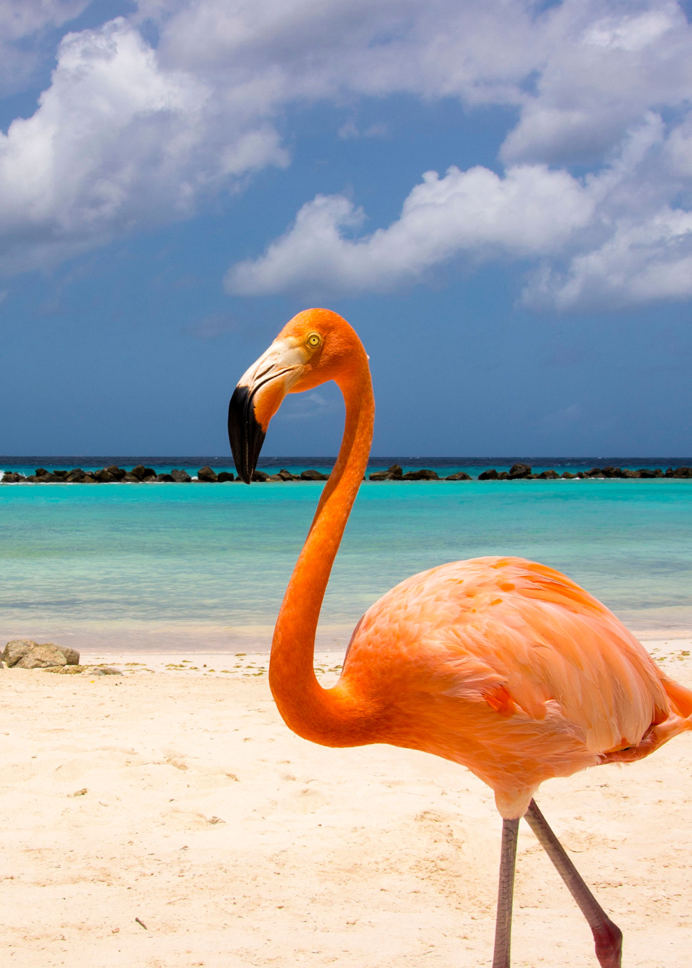 Long legged Pink Flamingo walking Flamingo Beach In Aruba