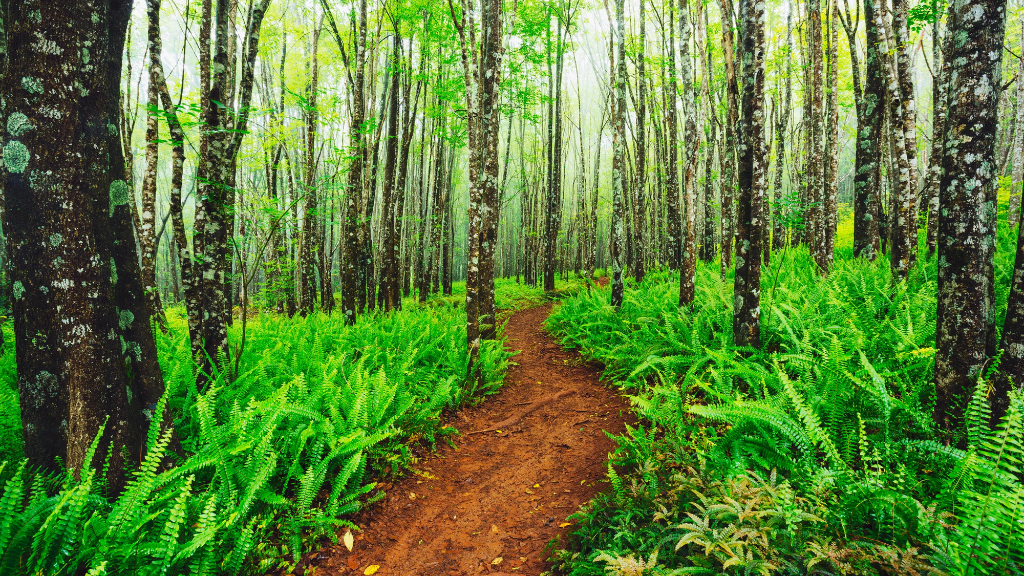 Trees and a path in the Kula Forrest Reserve