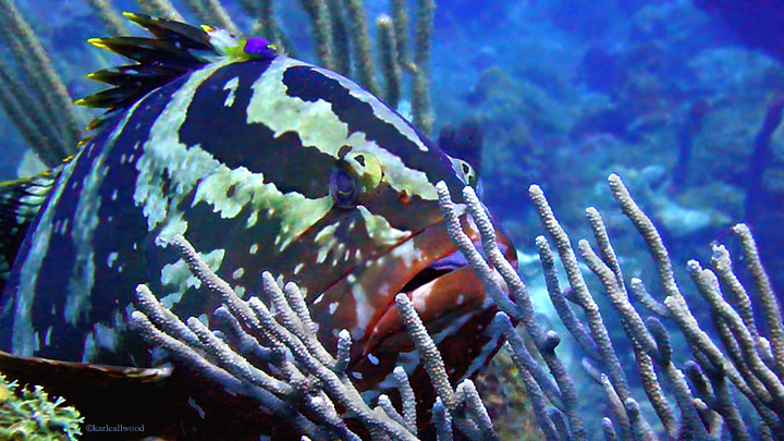 color fish in coral reef at the Ledges of Little St. James