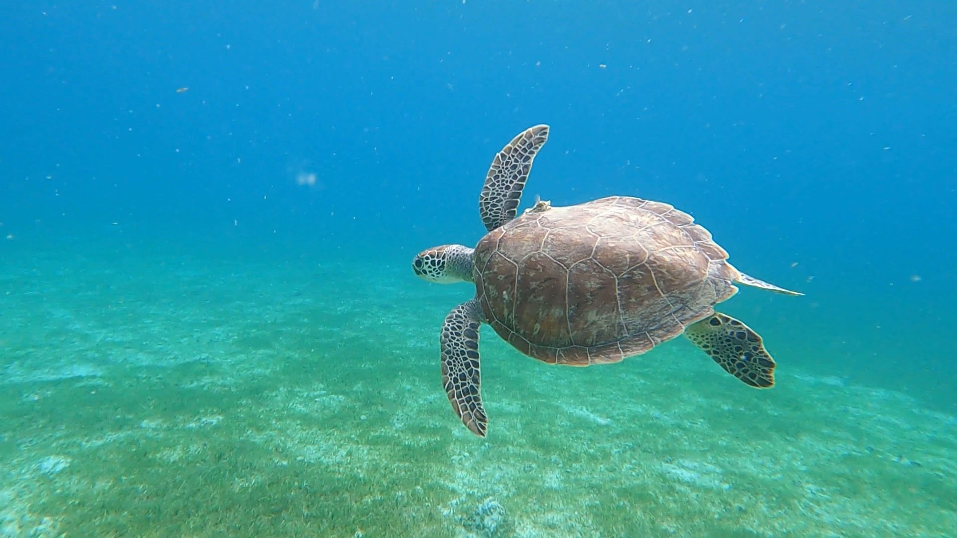 sea turtle at Brewers bay beach in St. Thomas when I was Snorkeling. 