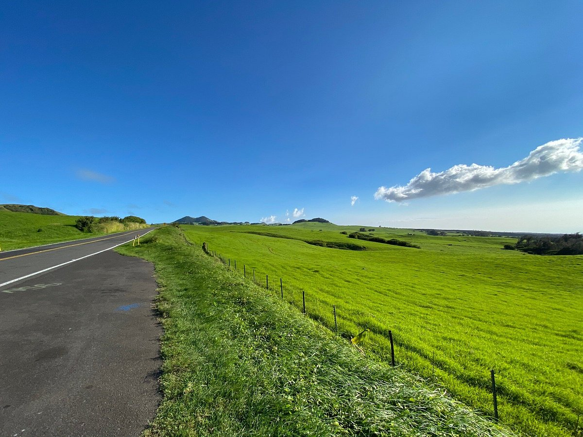 Green grass on the Kohala Mountain Road 