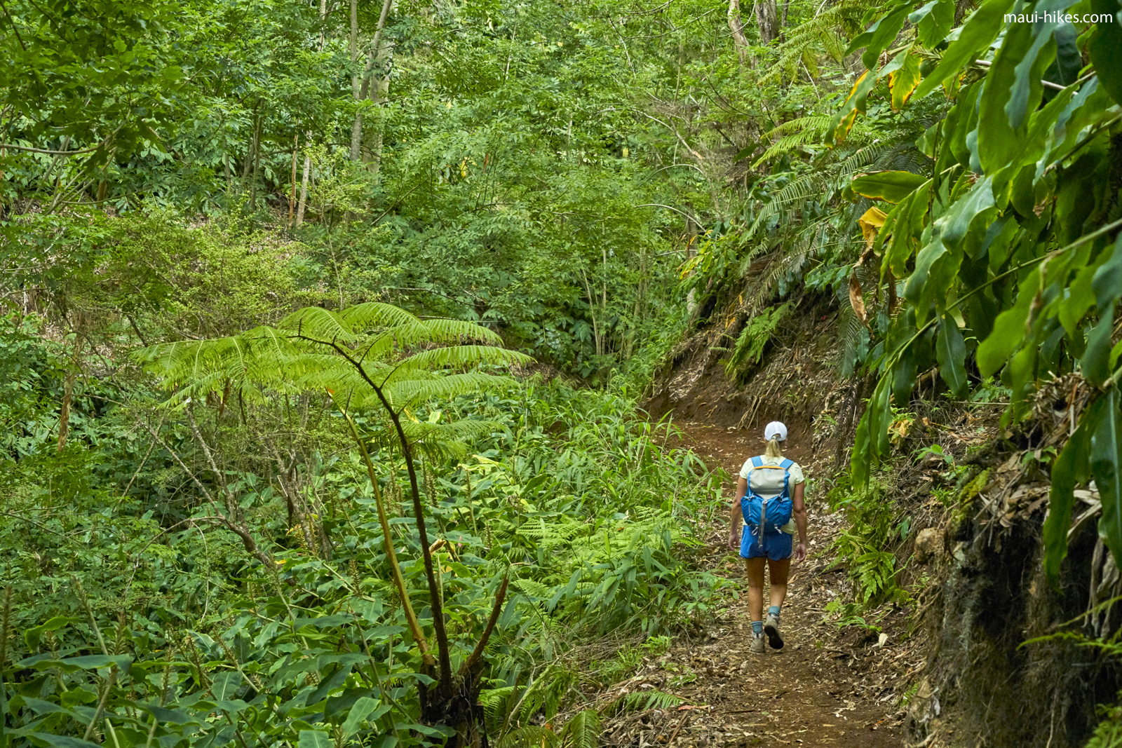 man walking down a dirt trail surrounded by lush green foliage on Makawao Forest Reserve hiking trail