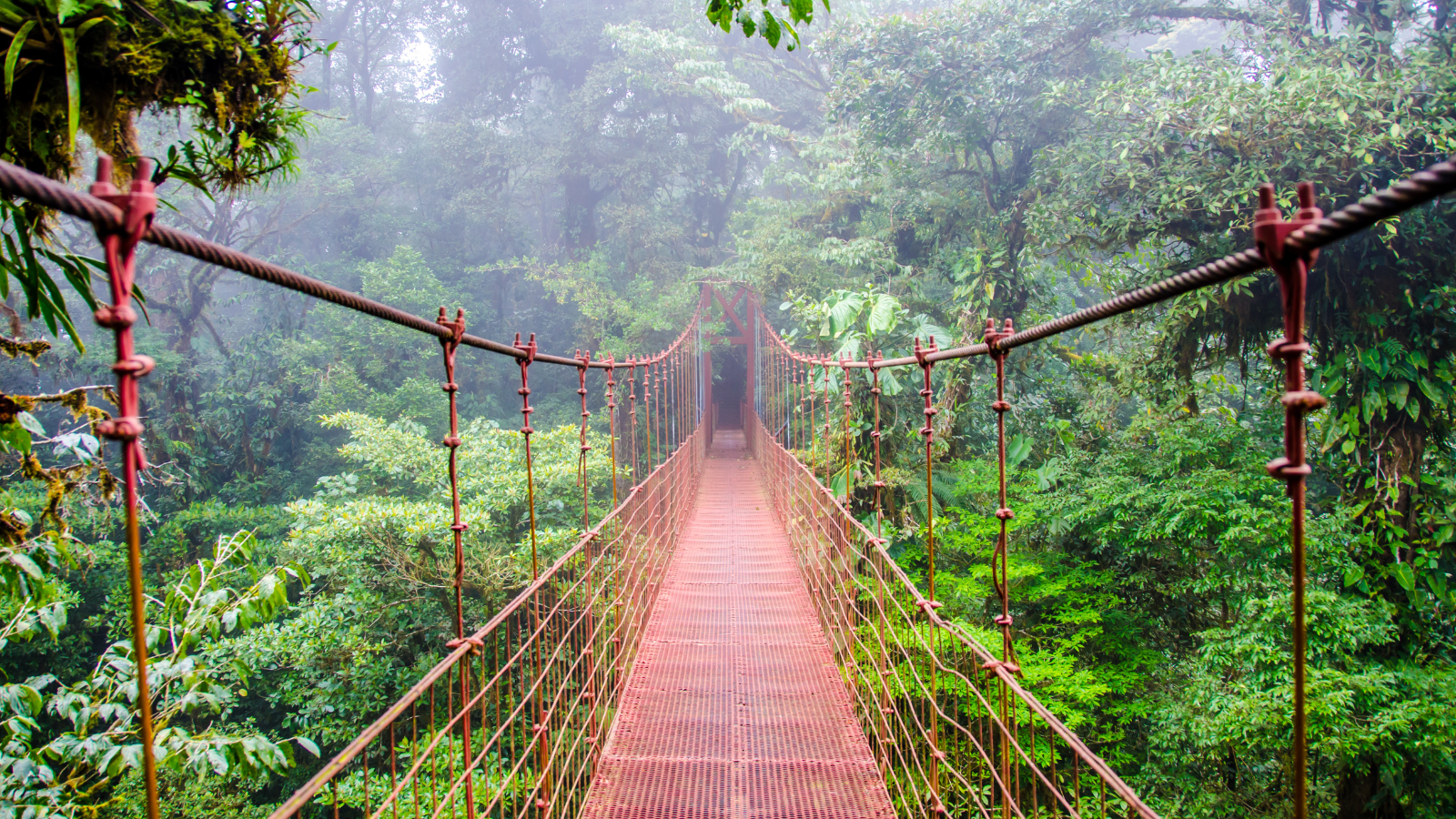 A metal bridge in the jungles of Monteverde, Costa Rica with lush rain forest 