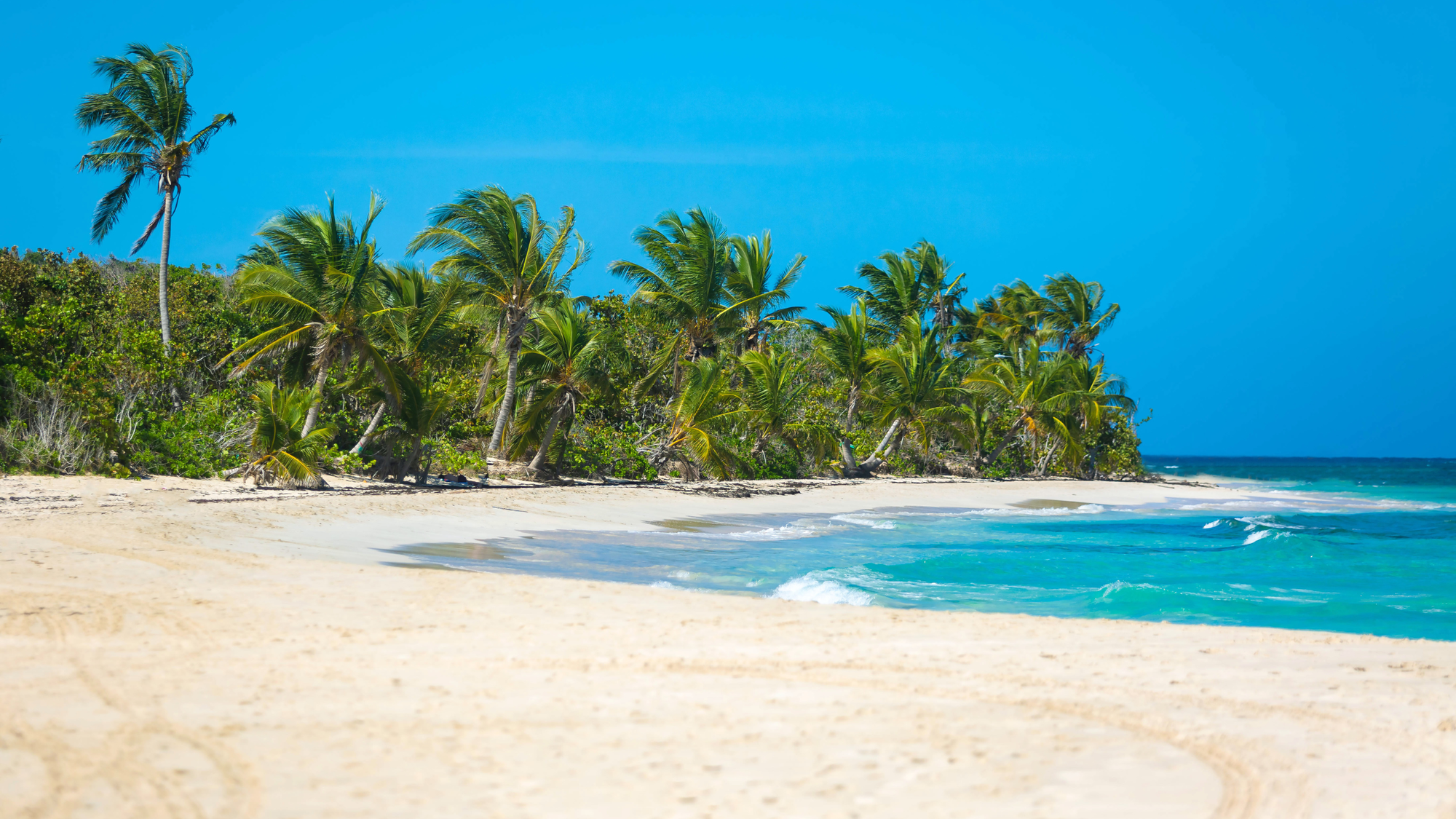 white sandy beach with a backdrop of palm trees blowing in the wind and pretty Caribbean blue waters. 