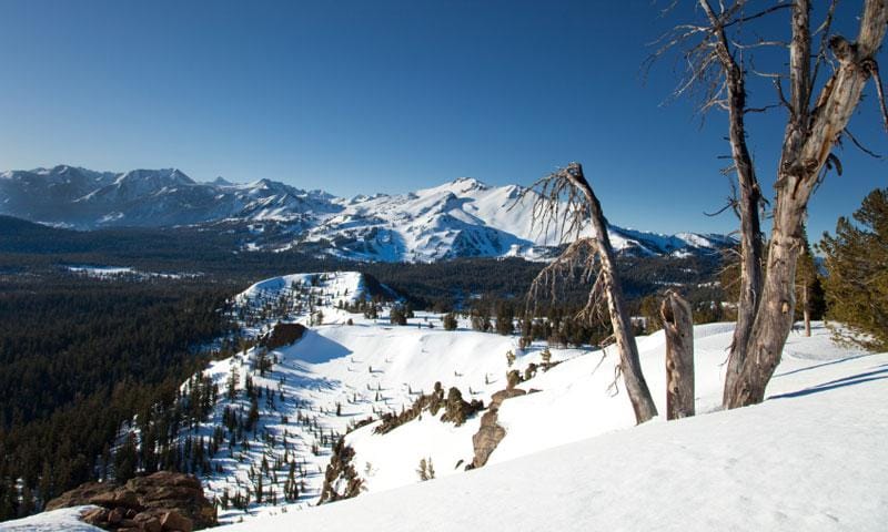 View of ski runs from behind a dead tree on top of a cliff at Mammoth Mountain Ski Resort.