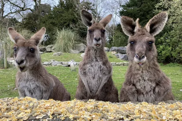 Three adorable baby kangaroos at are looking directly at the photographer taking the photo as they eat on some type of food that has been laid out in front of them at the Fota Island Wildlife Park near Cork, Ireland.  