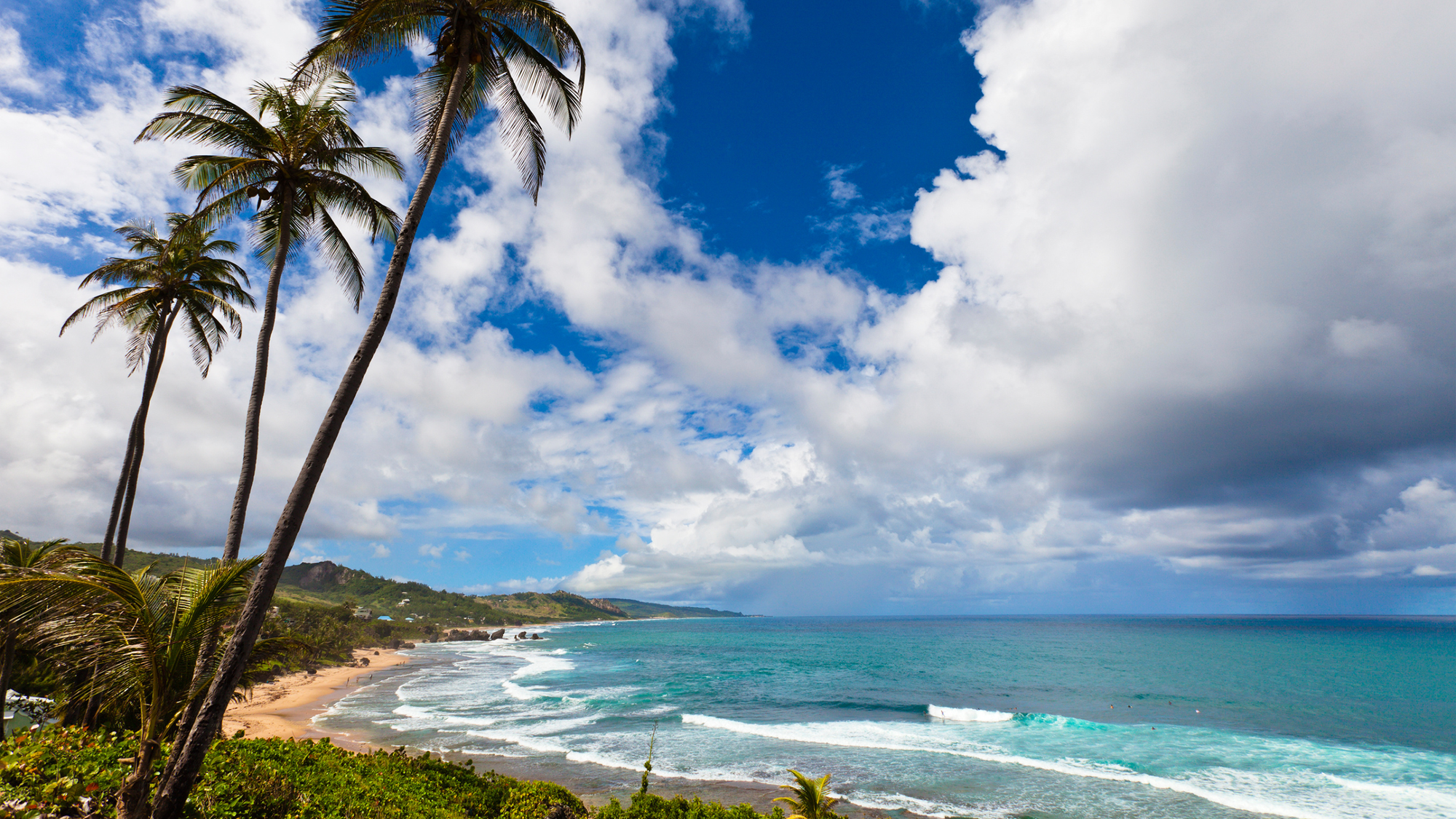 A beautiful beach with clear blue Caribbean waters and three lone pine trees between the photographer and the beach. 