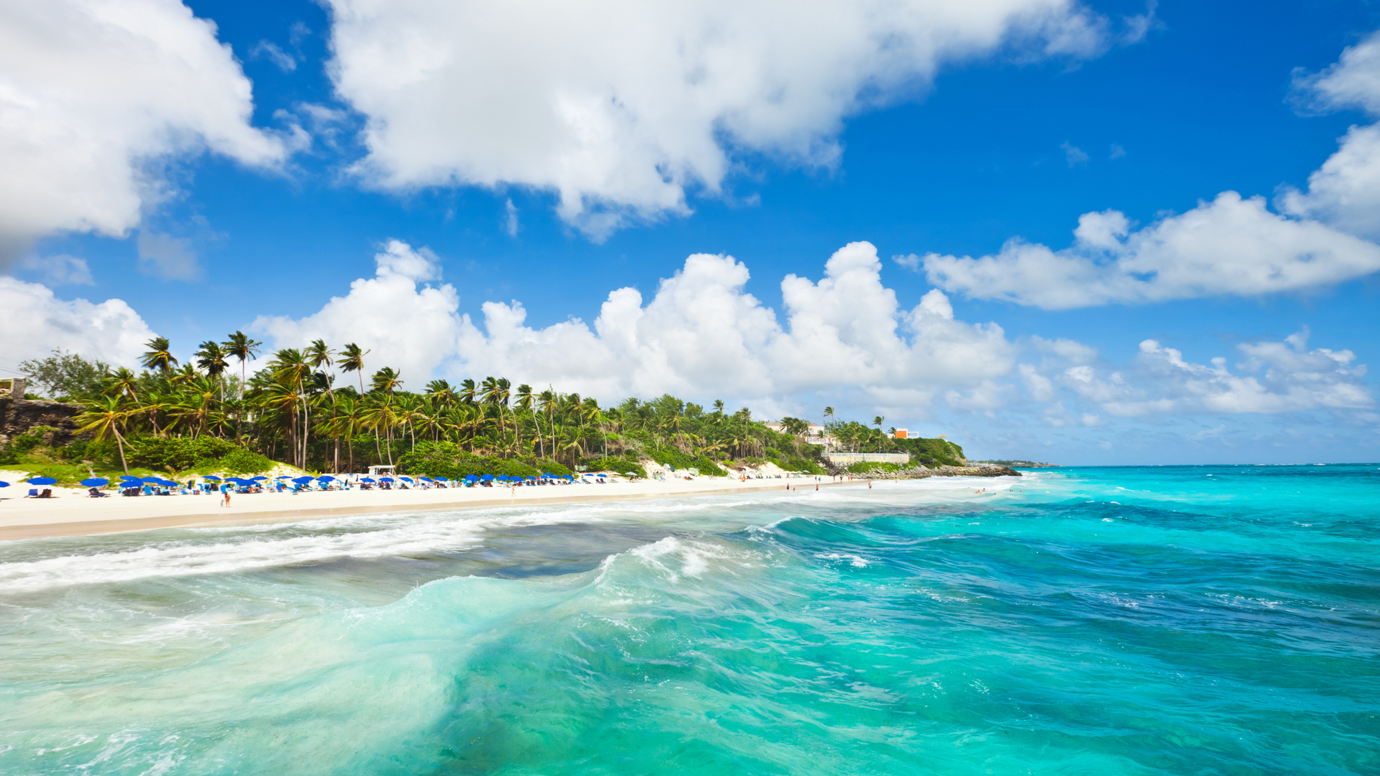 Pink sand beach with blue beach chairs and the back of the beach lined with palm trees, with the water the prettiest clear Caribbean blue.