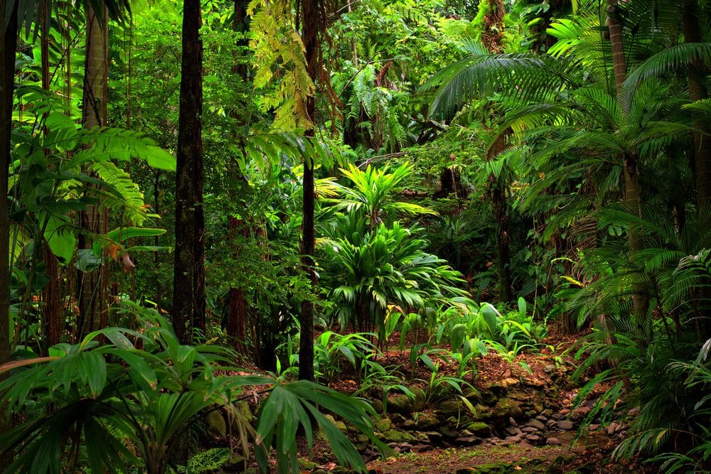 Lush thick and bright green trees inside of the rain forest at Daintree National Park.