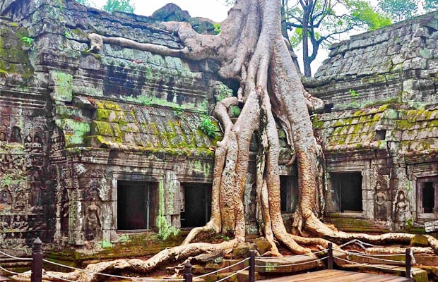 Massive roots of a tree growing up out of the ground and on to the side and top of an old temple building. 