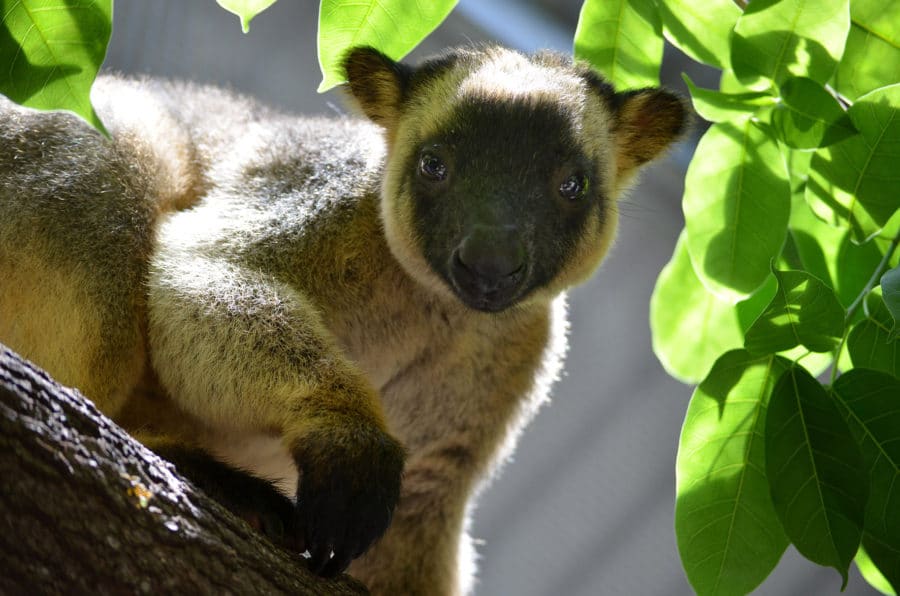 A Tree kangaroo in a tree looking directly at the photographer is a small furry animal with a black face and paws and tan all over. 