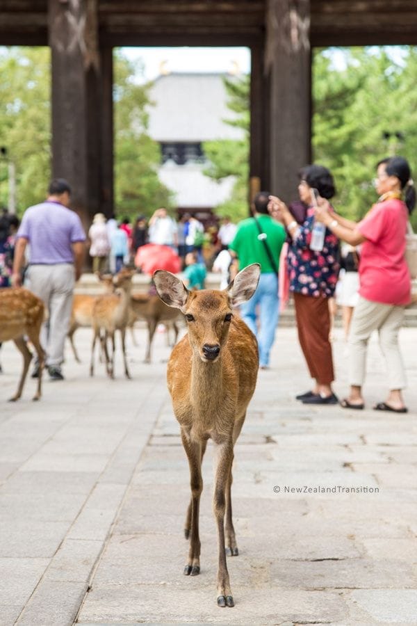 Deer walking amongst tourist at Nara Deep Park in Japan